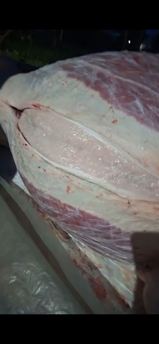 Соғым жілік 2750тг кун сайын