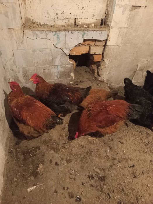 Продаю петухов молодых