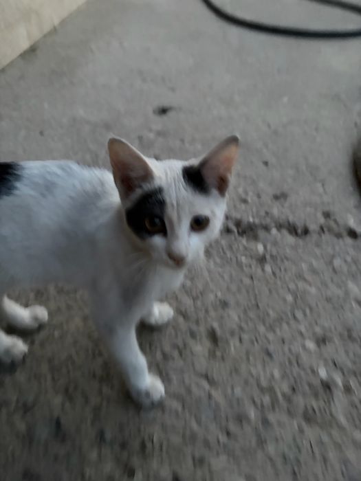 Котенок в добрын руки