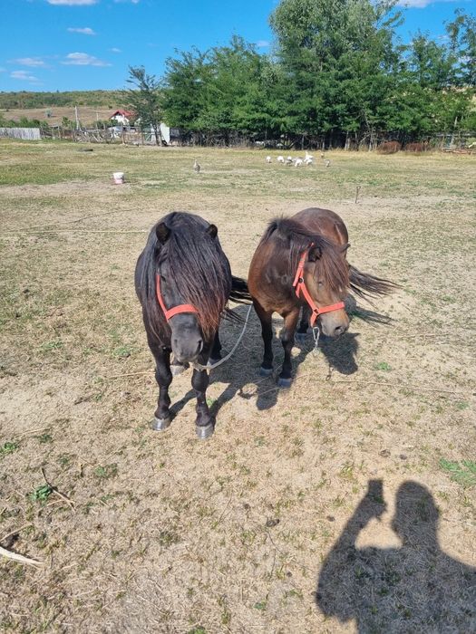 Vând ponei negru gipsy și poneiță gestantă..