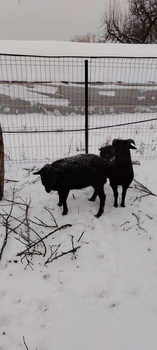 Vind oi de carne fata și băiat oițele au sase luni nu le dau decit inp