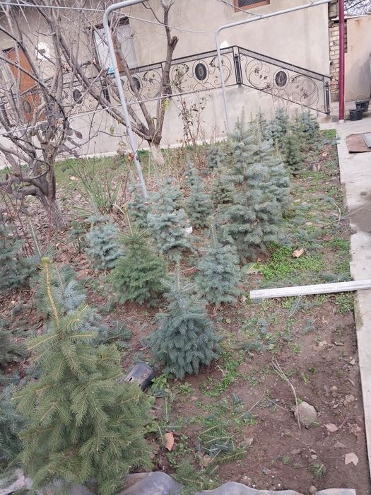 Продаются голубые ели