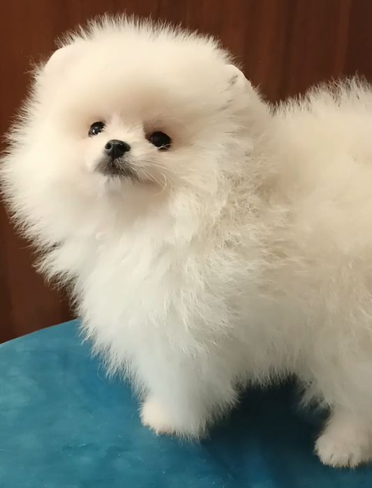 Померанский шпиц мини,щенки