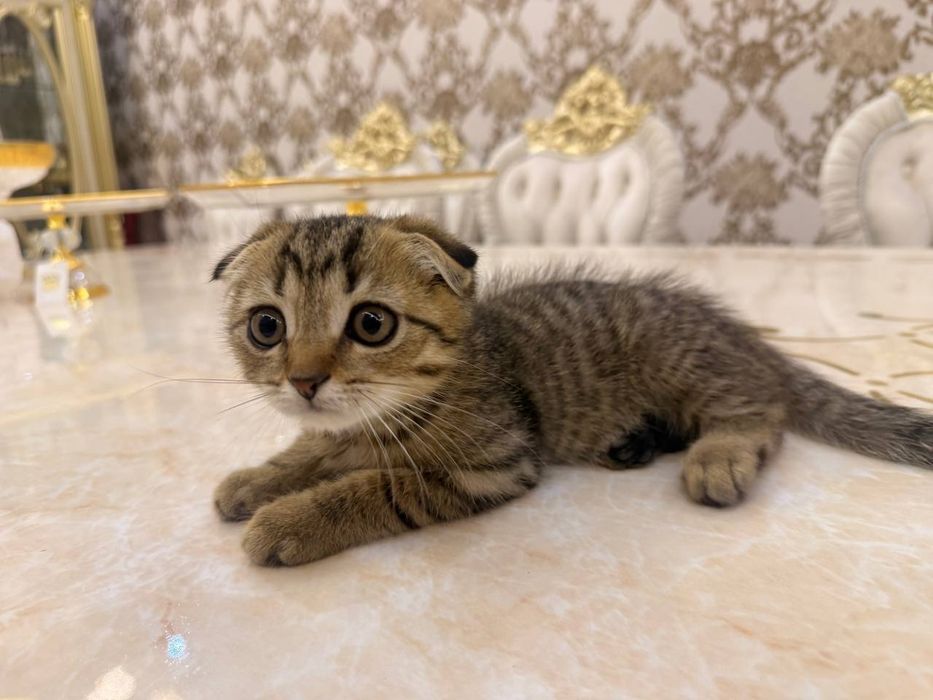 Шотландский вислоухий котенок, мальчик, 3 месяца