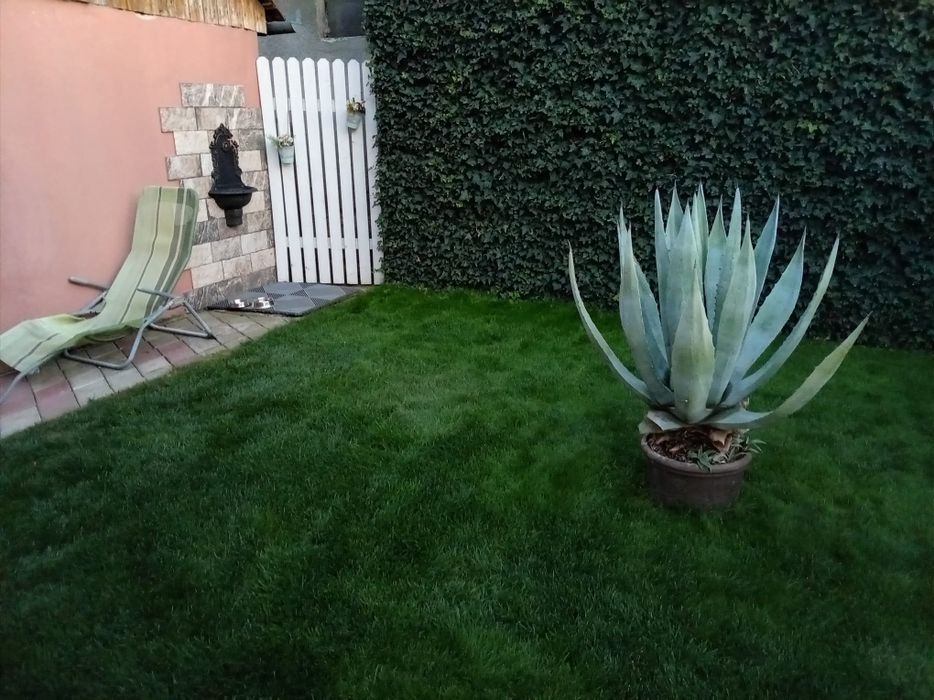 Vand Agave Americana