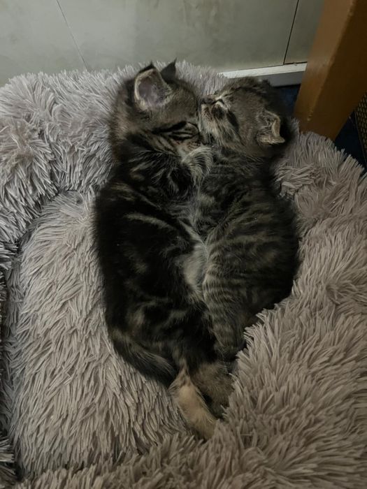 Породистые котята