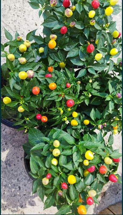 Продам горький перец