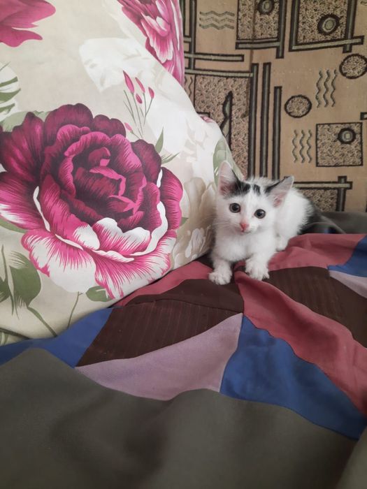 Отдам прекрасных котят в добрые руки!