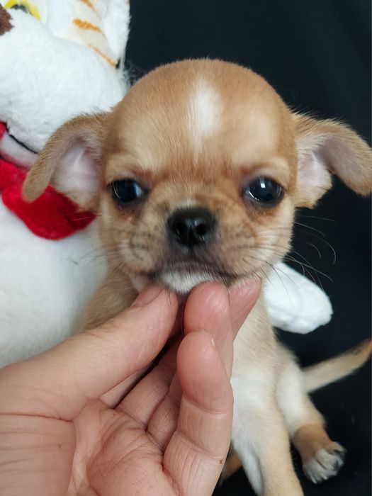 Продаю щенка чихуахуа