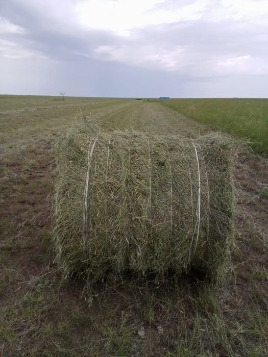 Продам сено житьняк в рулонах . Вес 200кг