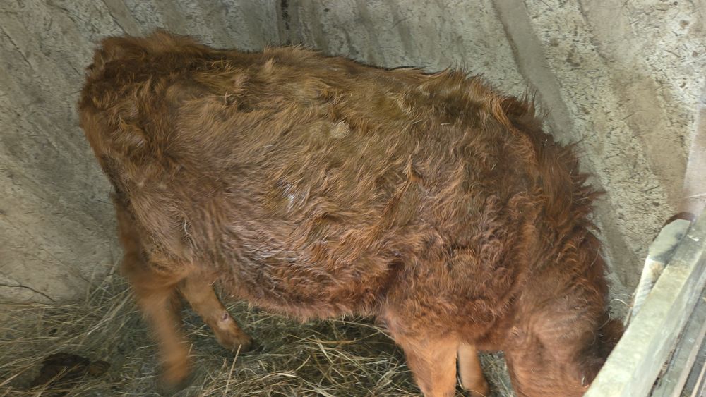 Семиз қашар сатылады