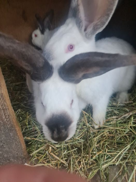 Vând jepuri de diferite varste