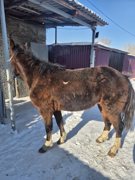 Продам лошадей Объезженные.