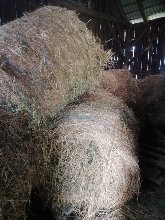 Vând baloți lucernă