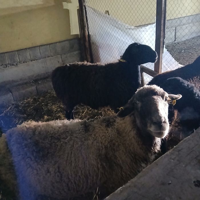 Қой сатам 170 мың