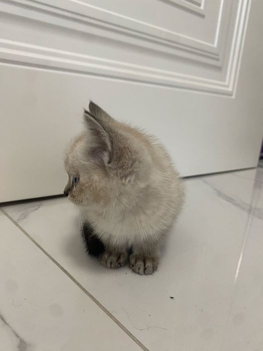 Отдам котенка в добрые руки