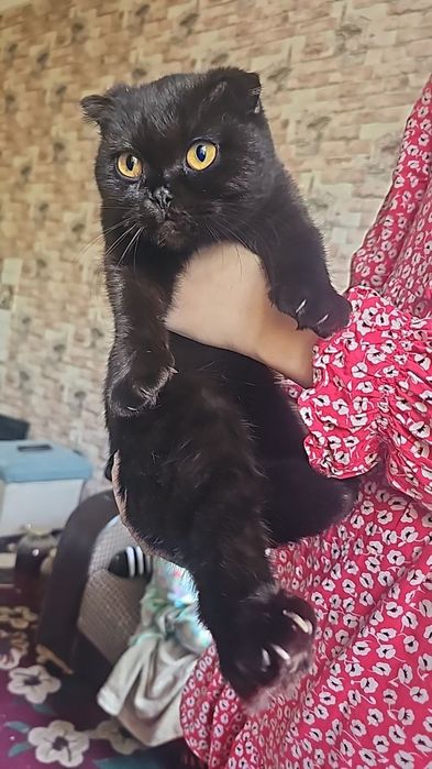 Котёнок Scottish fold