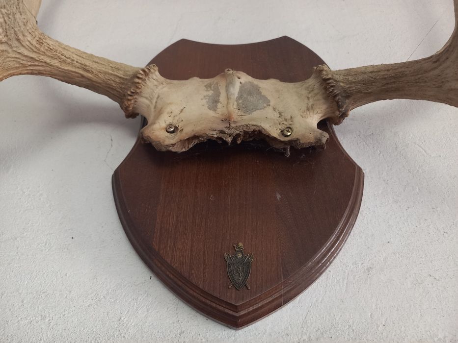 Рога горного козла.