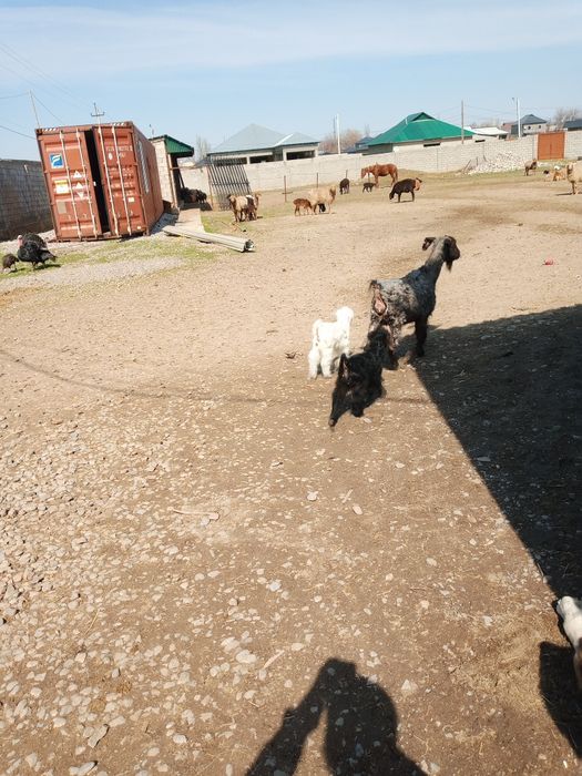 Молочной коза ег