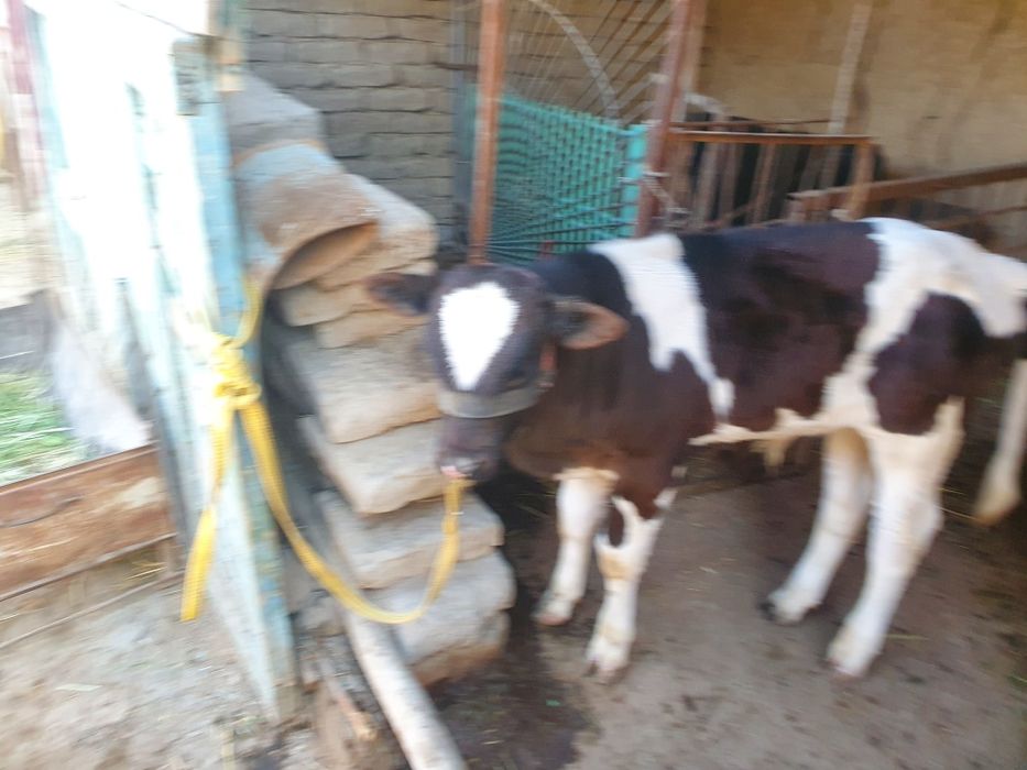 Она бола сигир сотилади