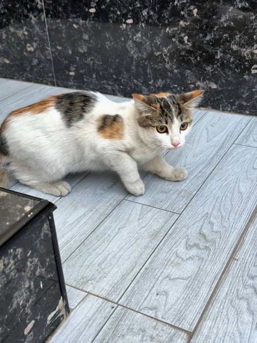 Отдам девочку в добрые ручки