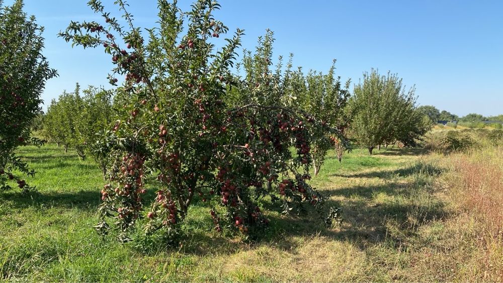 Продам яблоки натуральные