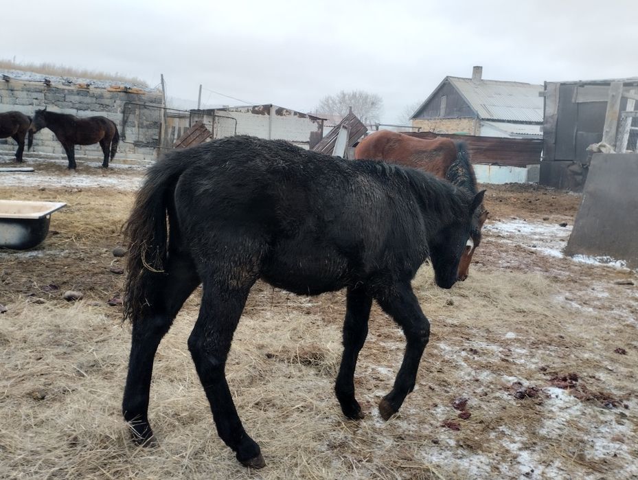 Продам жабагы мальчик