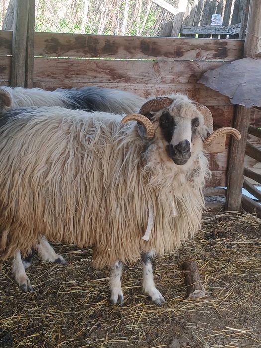 Vand 2 Berbeci, pret 1500lei buc