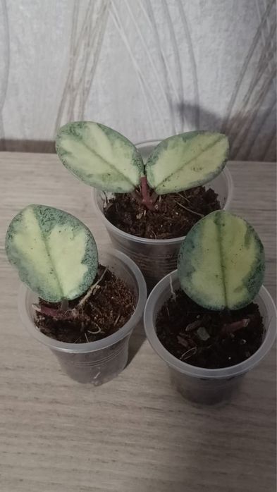 Хойя Аргентия Принцесс