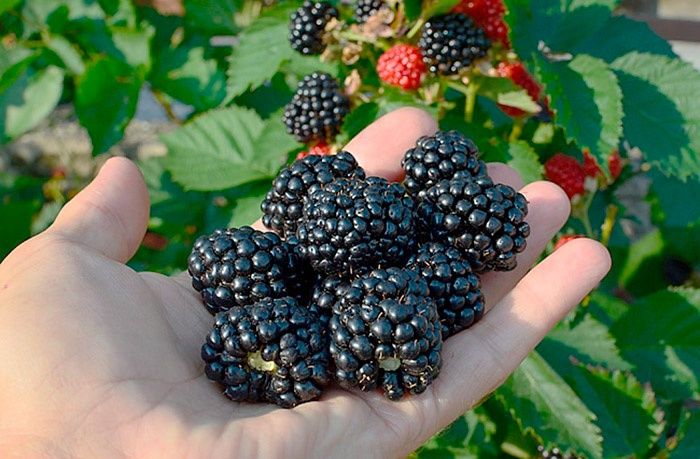 Продам саженцы малины, ежевики