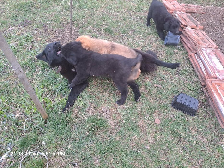 Подарявам кученца