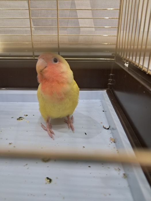 Попугай неразлучник