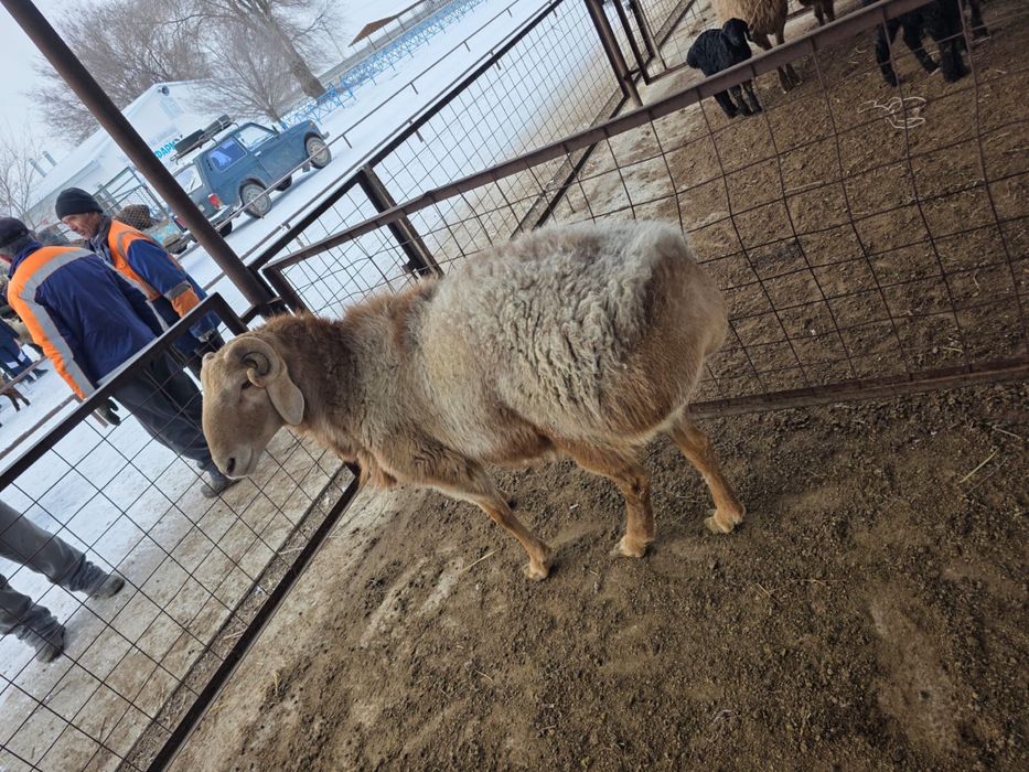 Қошқар сатылады Арашан