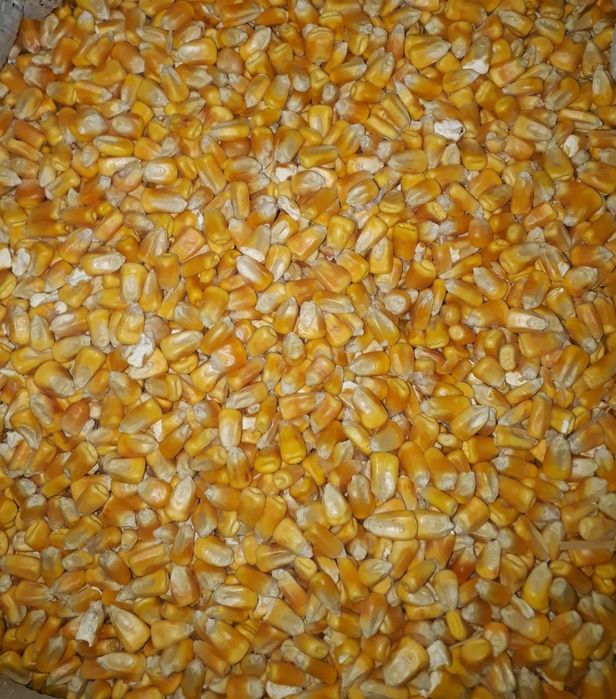 Кукуруза дроблёная и целая