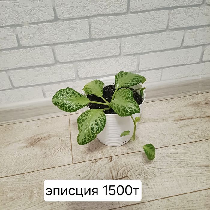 Комнатные разные цвета в наличии