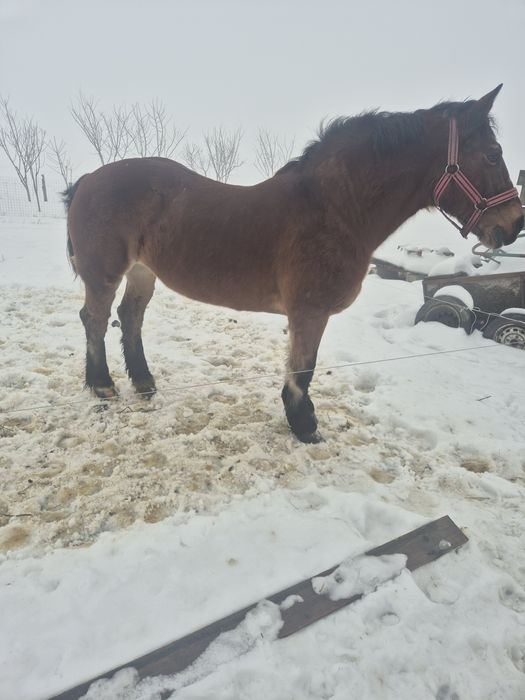 Iapa de vânzare sau schimb