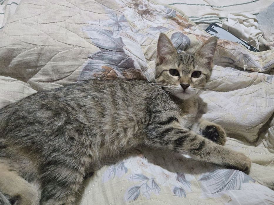 Отдам котят в добрые руки