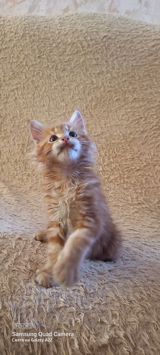 Продам котят мейн кун
