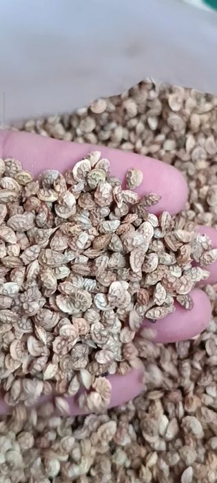 Семена Эспарцета