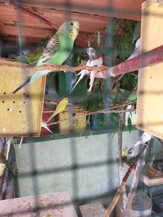 Papagali Peruși de vânzare