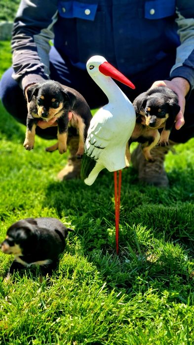 Чистокръвни Пинчери