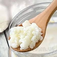 Молочный гриб тибетский