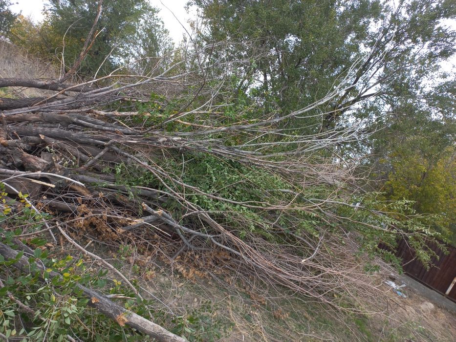 Дерево,дрова ,хорошая