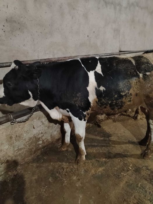 Viței de vânzare