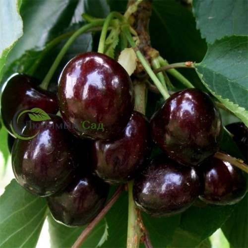 Саженцы плодовые