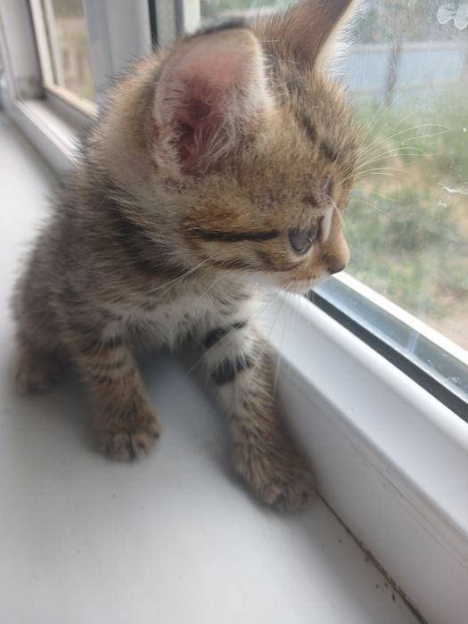 Отдам котят в хорошие руки