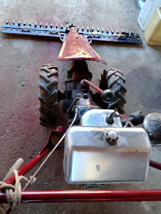 Cositoare carpatina de vânzare