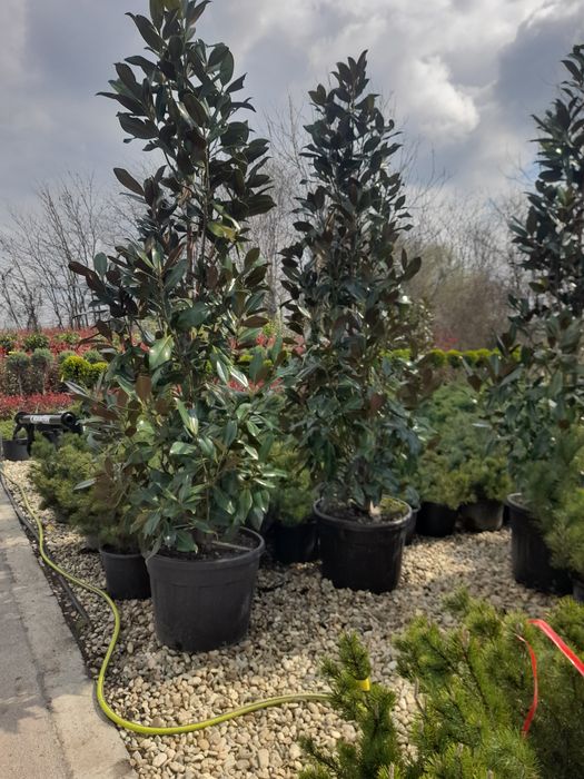 Magnolia  Plante ornamentale  Copaci Mesteacăn