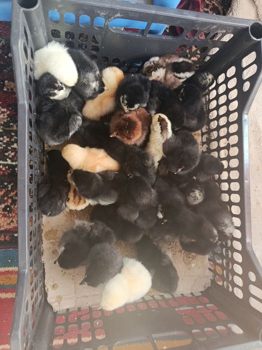 Принимаю заказы на циплят