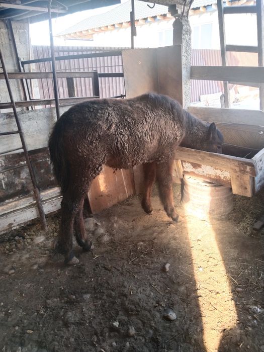 Тай сатамын семиз сентябртдан бери тұр